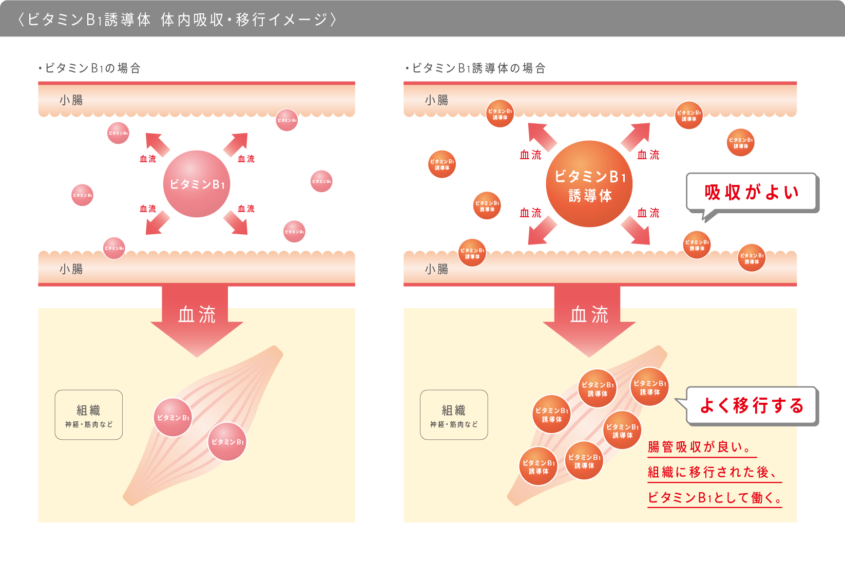 ビタミンB1誘導体 体内吸収・移行イメージ