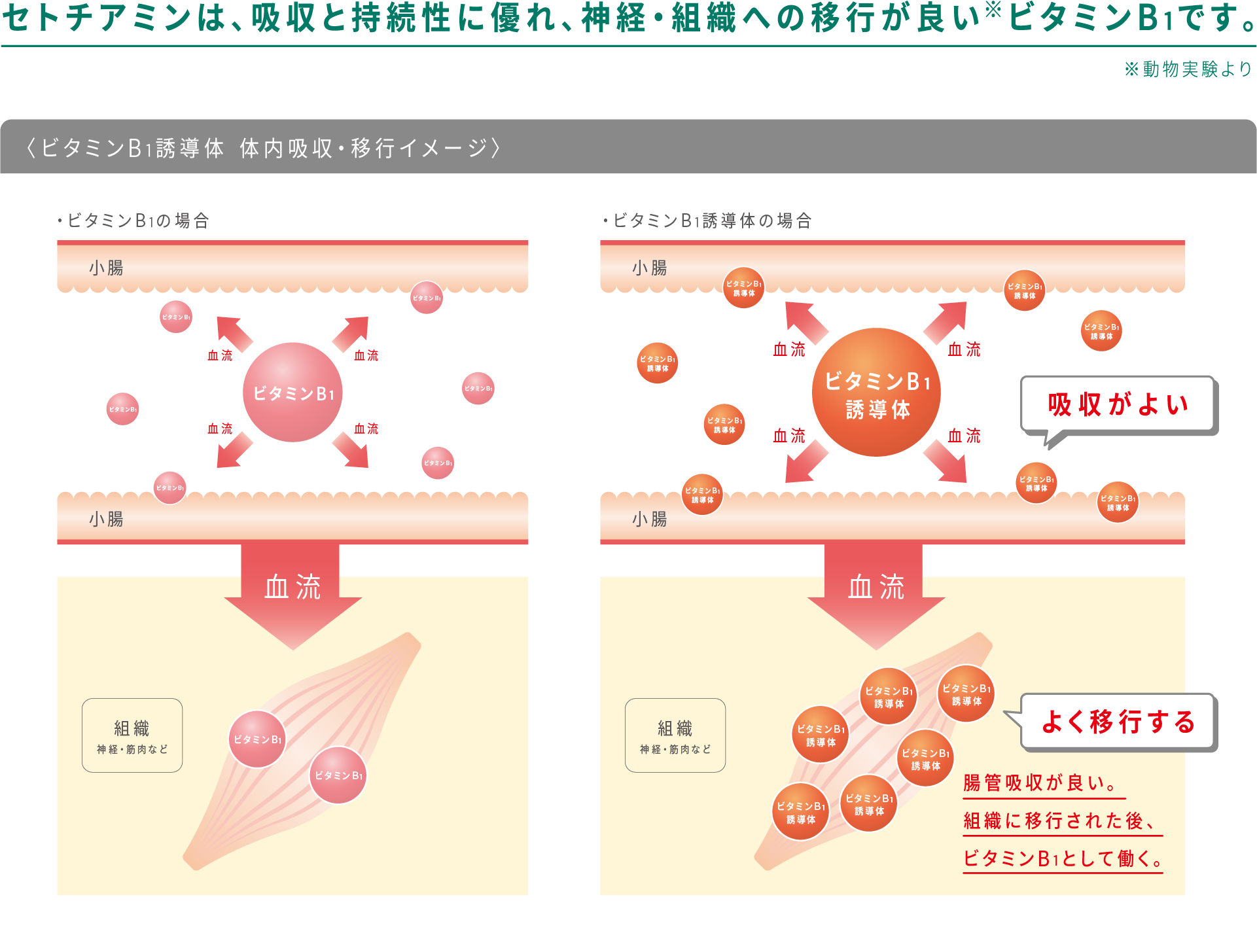 セトチアミンは、吸収と持続性に優れ、神経・組織への移行が良い※ビタミンB1です。※動物実験による