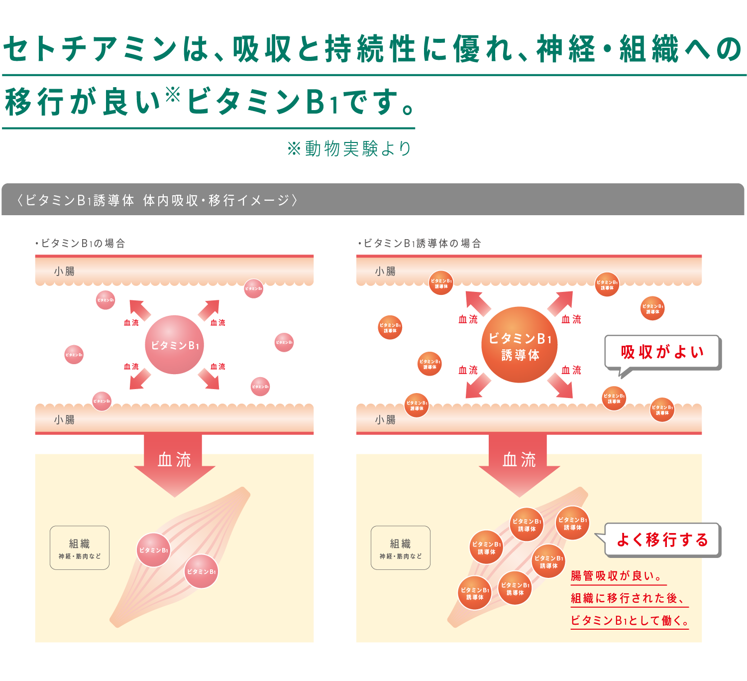 セトチアミンは、吸収と持続性に優れ、神経・組織への移行が良い※ビタミンB1です。※動物実験による