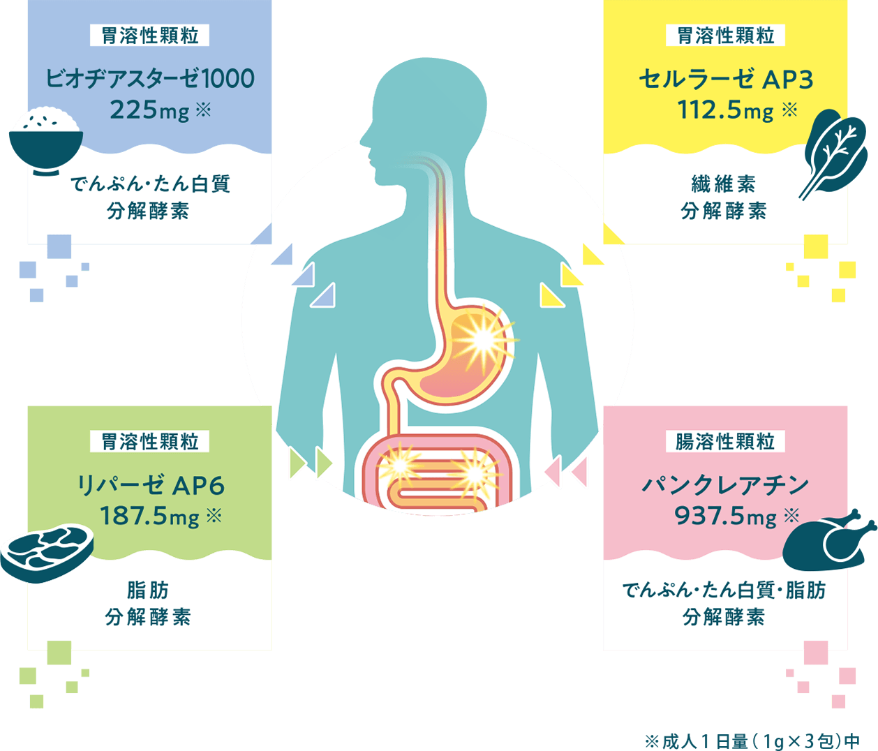 [胃溶性顆粒]ビオヂアスターゼ1000 225mg※（でんぷん・たん白質分解酵素）、[胃溶性顆粒]セルラーゼAP3 112.5mg※（繊維素分解酵素）、[胃溶性顆粒]リパーゼAP6 187.5mg※（脂肪分解酵素）、[腸溶性顆粒]パンクレアチン 937.5mg※（でんぷん・たん白質・脂肪分解酵素） ※成人1日量（1g×3包）中