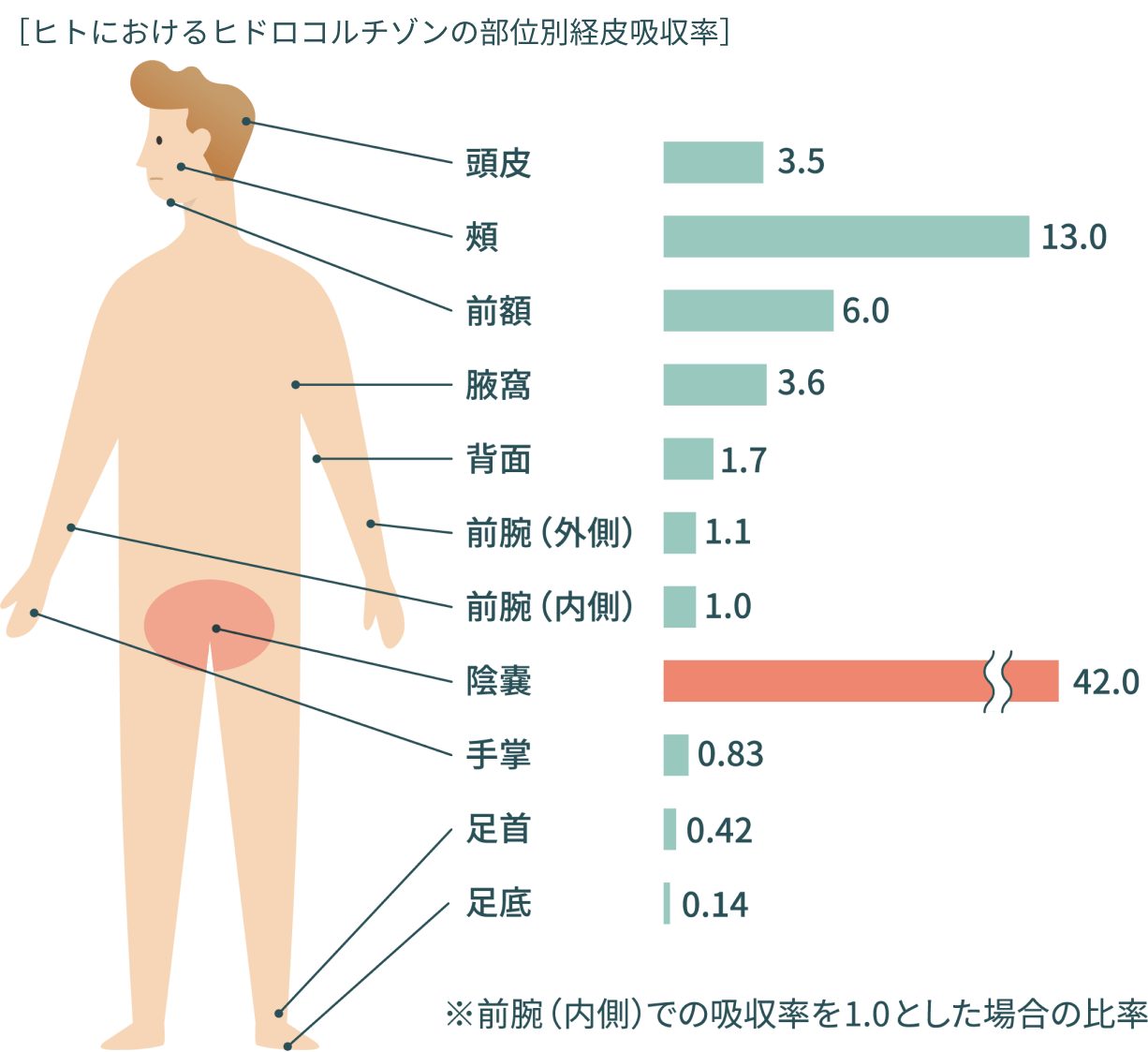 ヒトにおけるヒドロコルチゾンの部位別経皮吸収率