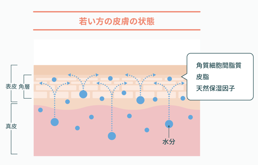 若い方の皮膚の状態