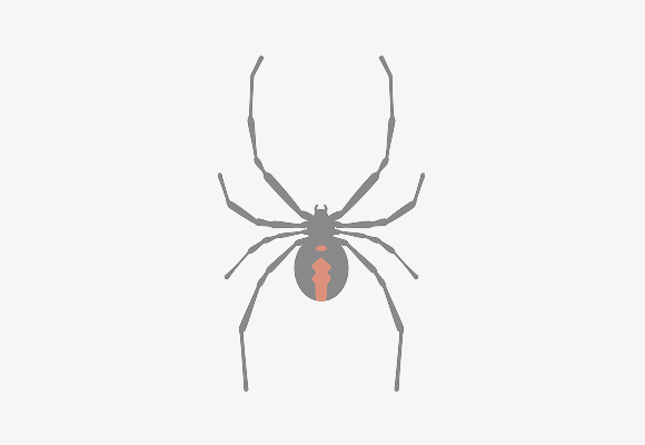 セアカゴケグモ