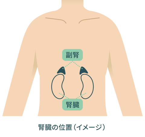 副腎の位置（イメージ）