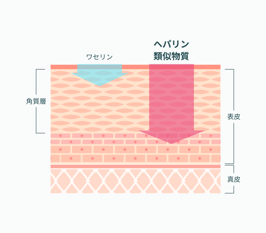 ヘパリン類似物質の浸透イメージ