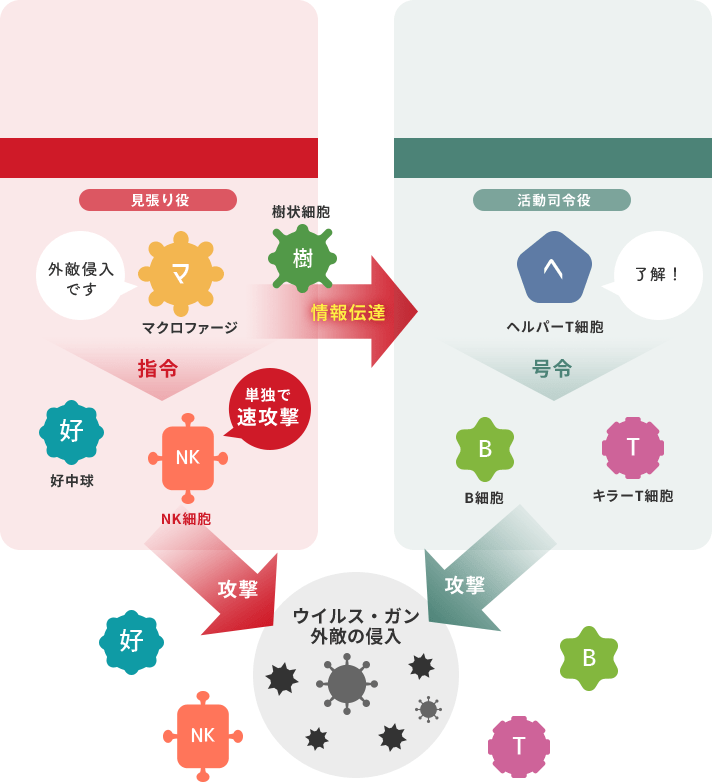 自然免疫 獲得免疫