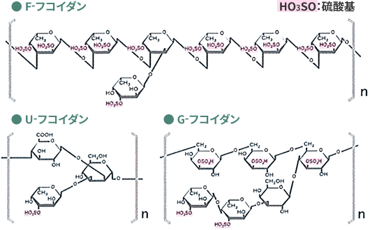 F-フコイダン U-フコイダン G-フコイダン