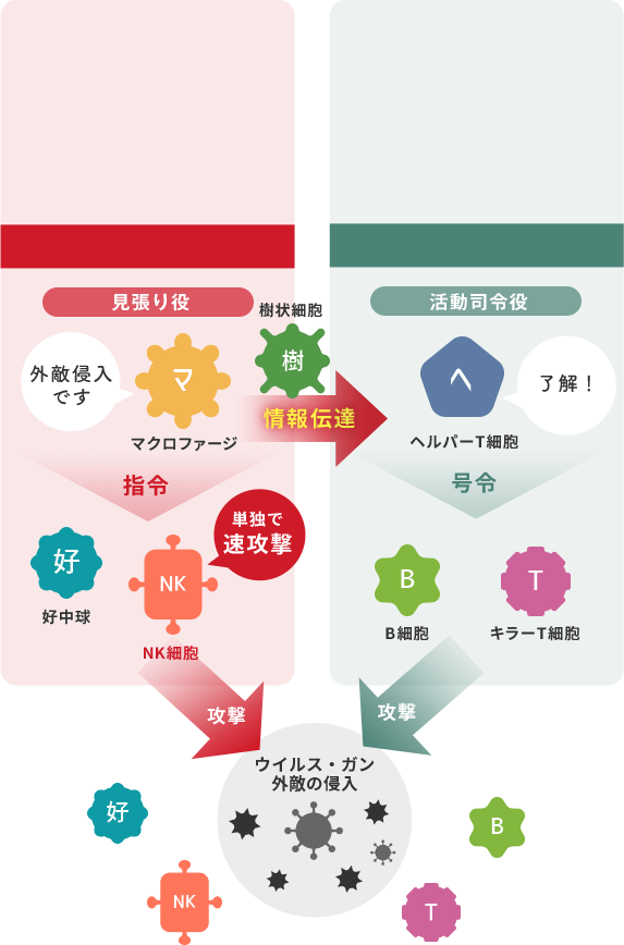 自然免疫 獲得免疫