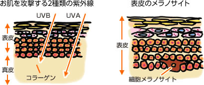 お肌を攻撃する2種類の紫外線　表皮のメラノサイト
