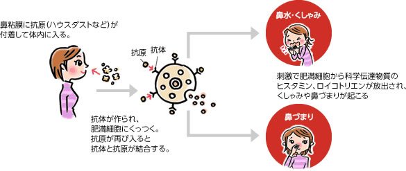 鼻粘膜に抗原（ハウスダストなど）が付着して体内に入る。抗体が作られ、肥満細胞にくっつく。抗原が再び入ると抗体と抗原が結合する。刺激で肥満細胞から科学伝達物質のヒスタミン、ロイコトリエンが放出され、くしゃみや鼻づまりが起こる